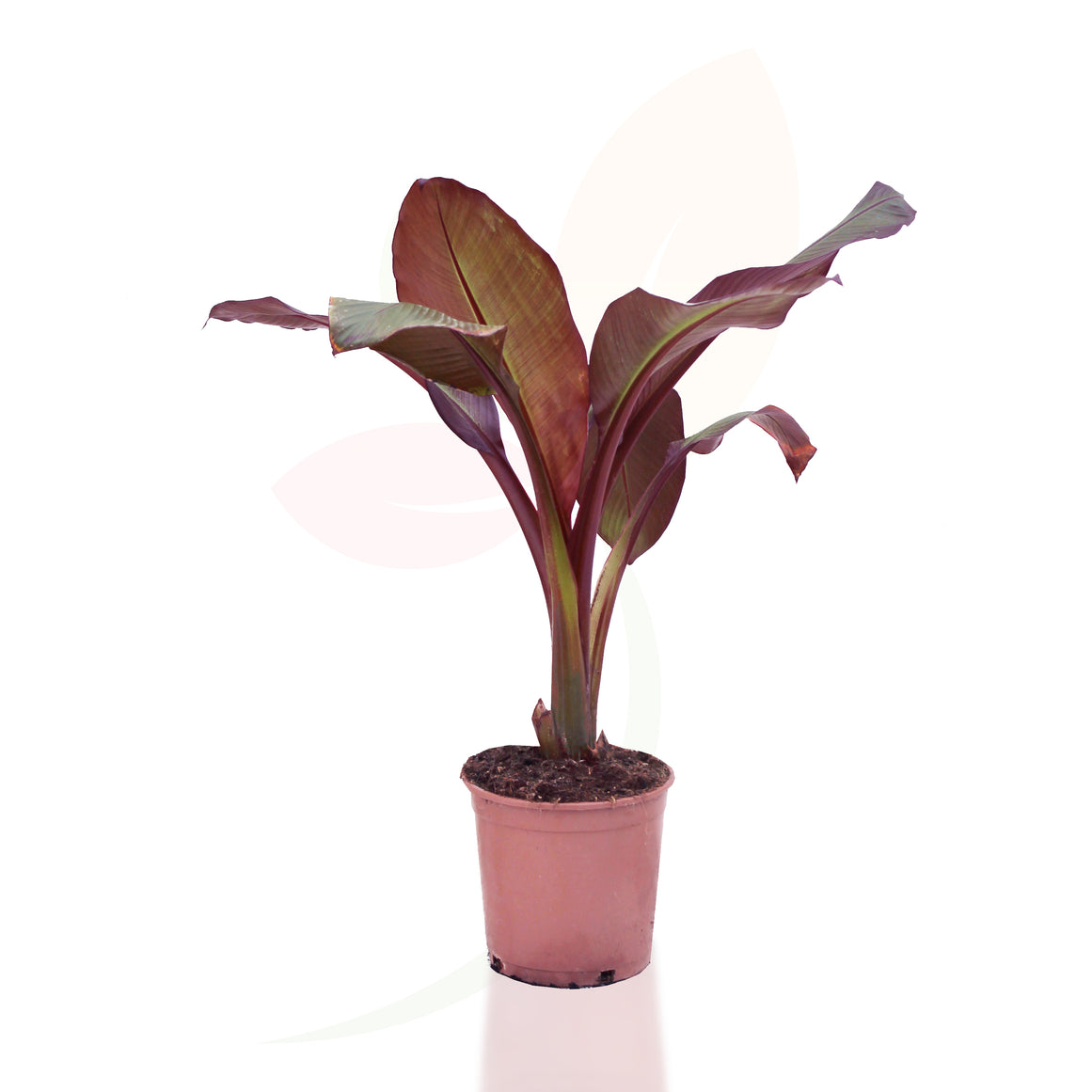 BANANERA - MUSA MAURELLI 50/70 CM ALTO