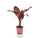 BANANERA - MUSA MAURELLI 50/70 CM ALTO