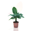 PLATANERO CANARIO - MUSA TROPICANA 60/80 CM ALTO