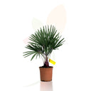 RACHYCARPUS FORTUNEI 40/60 CM ALTO