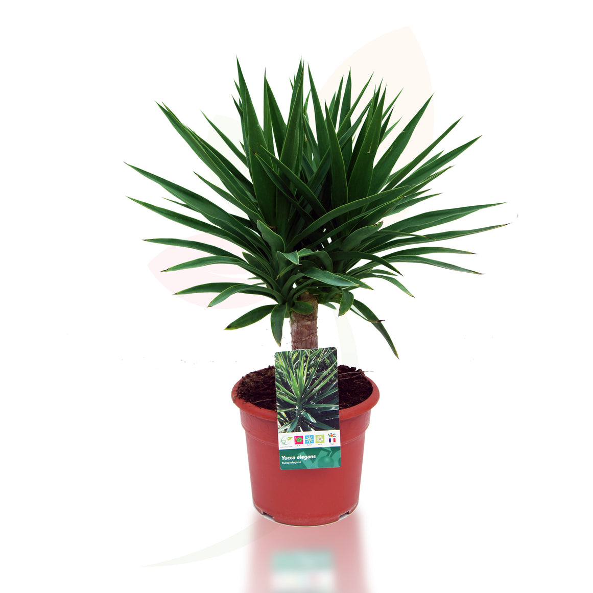 YUCCA ELEGANS 40/60 CM ALTO