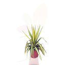 AGUJA DE ADAN - YUCCA FILAMENTOSA 40/60 CM ALTO