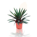 YUCCA GLORIOSA 40/60 CM ALTO