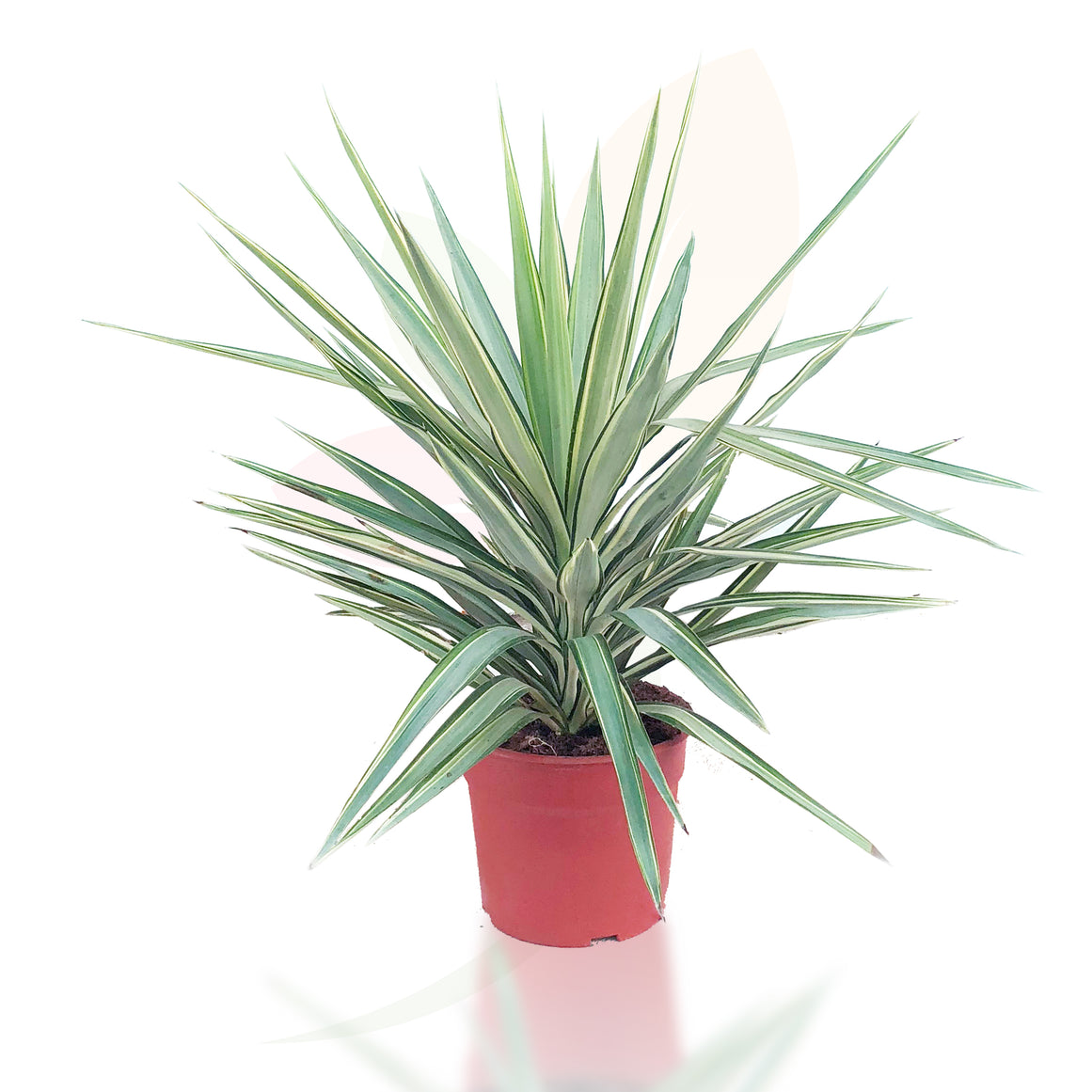 YUCCA JEWEL 40/60 CM ALTO