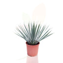 YUCCA ROSTRATA 30/50 CM ALTO