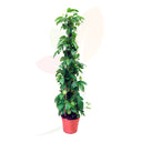 FRUTA DE LA PASION - PASSIFLORA MARACUYA 110 CM ALTO