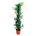 JAZMIN ESTRELLA - TRACHELOSPERMUM JASMINOID 110 CM ALTO 