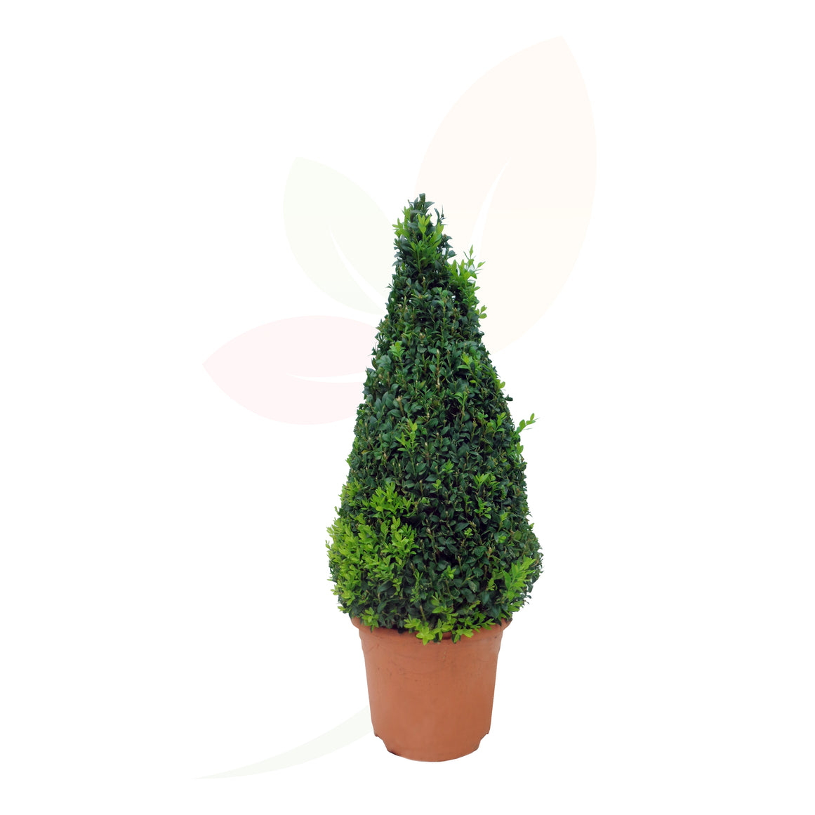 BOJ COMUN - BUXUS PIRAMIDE 110 CM ALTO