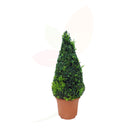 BOJ COMUN - BUXUS PIRAMIDE 110 CM ALTO