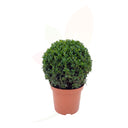 BOJ COMUN - BOLA BUXUS BOLA 40/60 CM ALTO