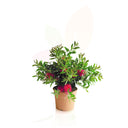 ARBOL DEL CEPILLO - CALLISTEMON LAEVIS 30/40 CM ALTO 