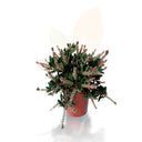 ARBOL DEL CEPILLO - CALLISTEMON LAEVIS 40/50 CM ALTO