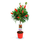 ARBOL DEL CEPILLO - CALLISTEMON LAEVIS COPA 100/110 CM ALTO