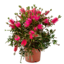 ARBOL DEL CEPILLO - CALLISTEMON LAEVIS PINK 30/40 CM ALTO