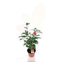 CAMELIO COMUN - CAMELIA JAPONICA BLANCA 30/40 CM ALTO