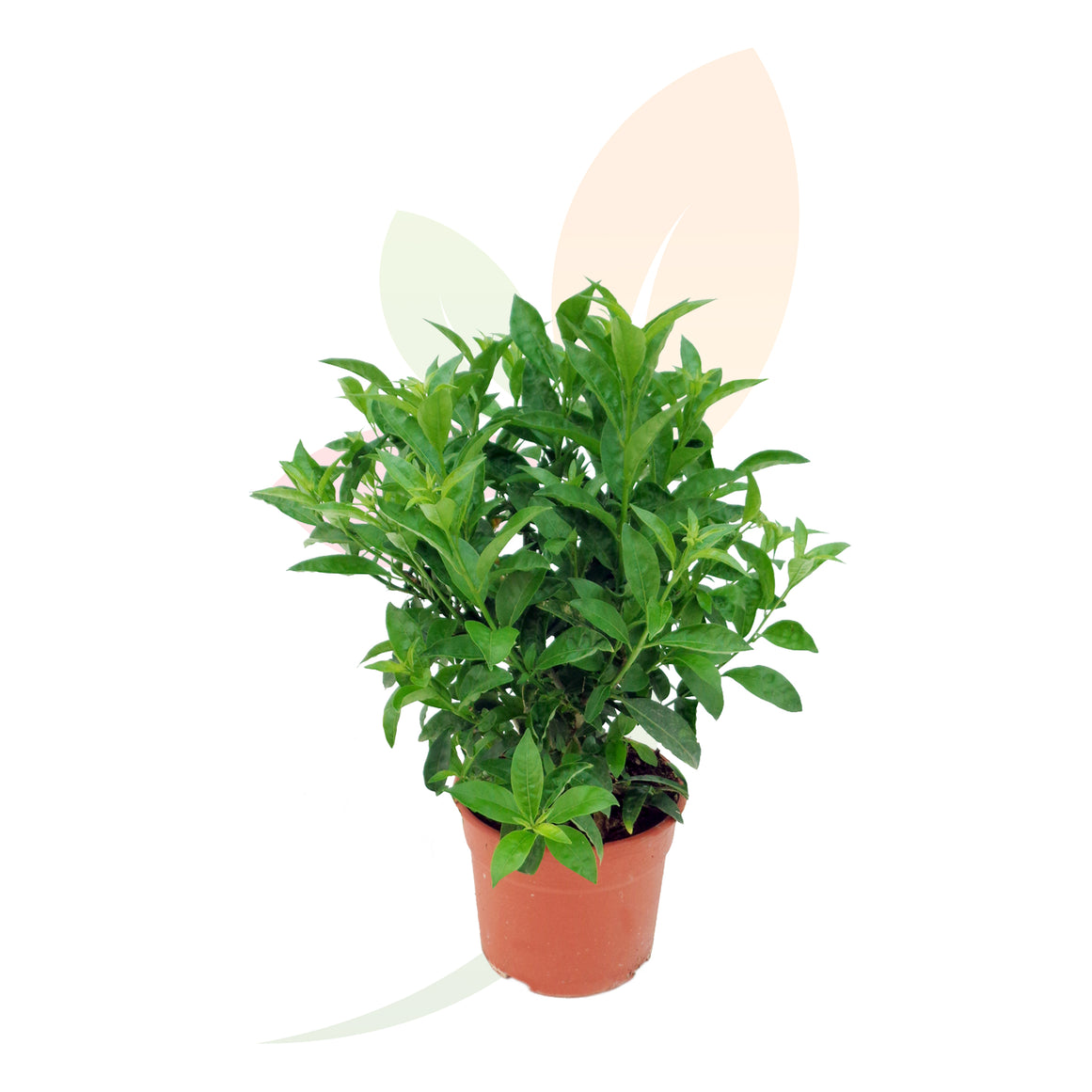 GALAN DE NOCHE - CESTRUM NOCTURNUM 60/70 CM ALTO
