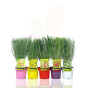 RETAMA NEGRA - CYTISUS SCOPARIUS 30/40 CM ALTO