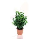 EVONIMO - EUONYMUS JAPONICUS VERDE 30/40 CM ALTO