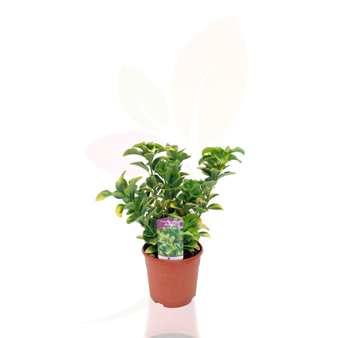 EVONIMO - EUONYMUS JAPONICUS AUREA 30/40 CM ALTO