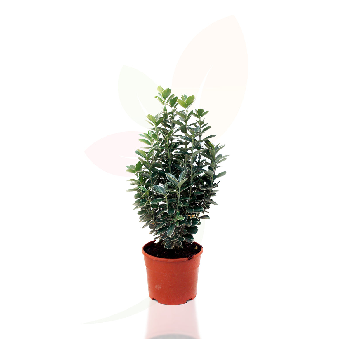 EVONIMO - EUONYMUS JAPONICUS ALBO 30/40 CM ALTO