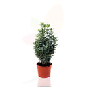 EVONIMO - EUONYMUS JAPONICUS ALBO 30/40 CM ALTO