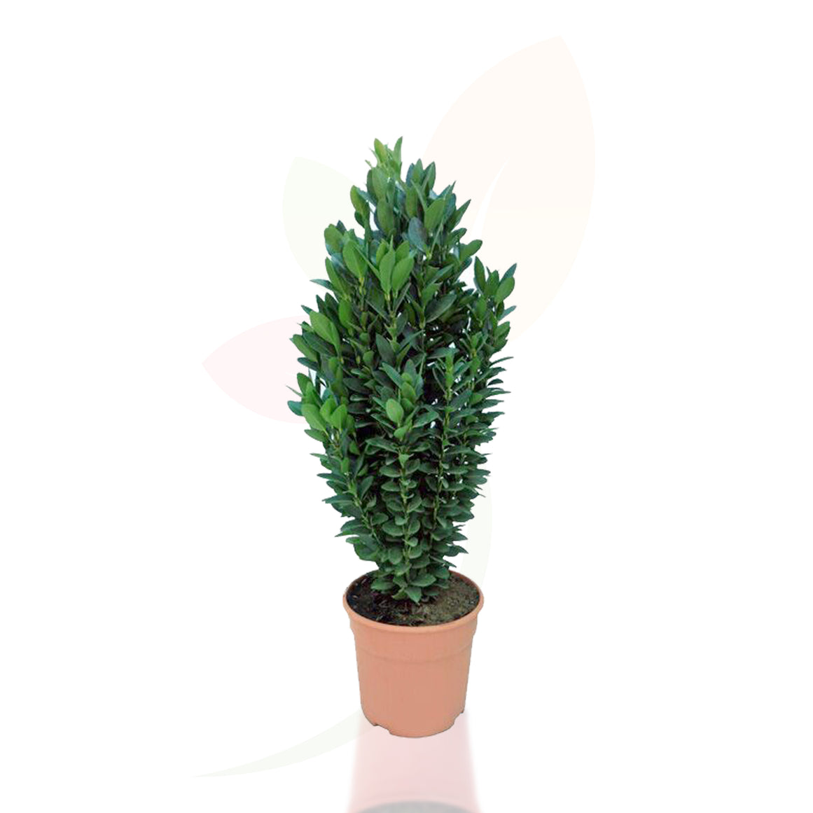 EVONIMO - EUONYMUS JAPONICUS VERDE 50/70 CM ALTO