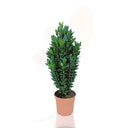 EVONIMO - EUONYMUS JAPONICUS VERDE 50/70 CM ALTO