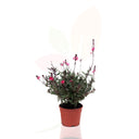 GAURA BELLEZA DARK PINK 30/50 CM ALTO
