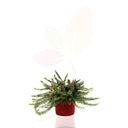 GREVILLEA MOUNT TAMBORITA 30/50 CM ALTO