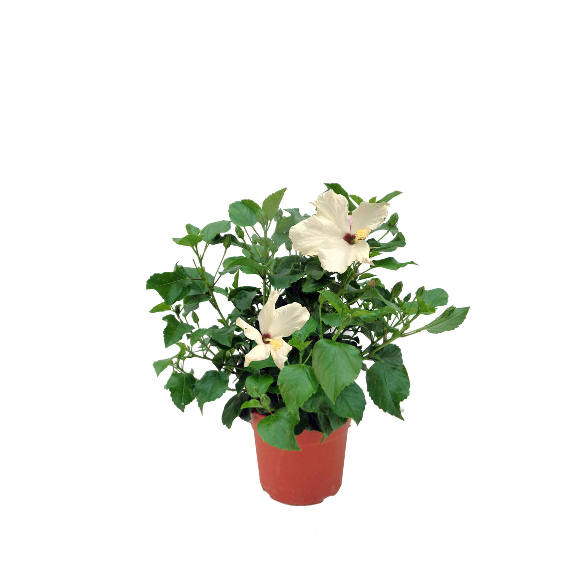 HIBISCUS BLANCO 30/50 CM ALTO