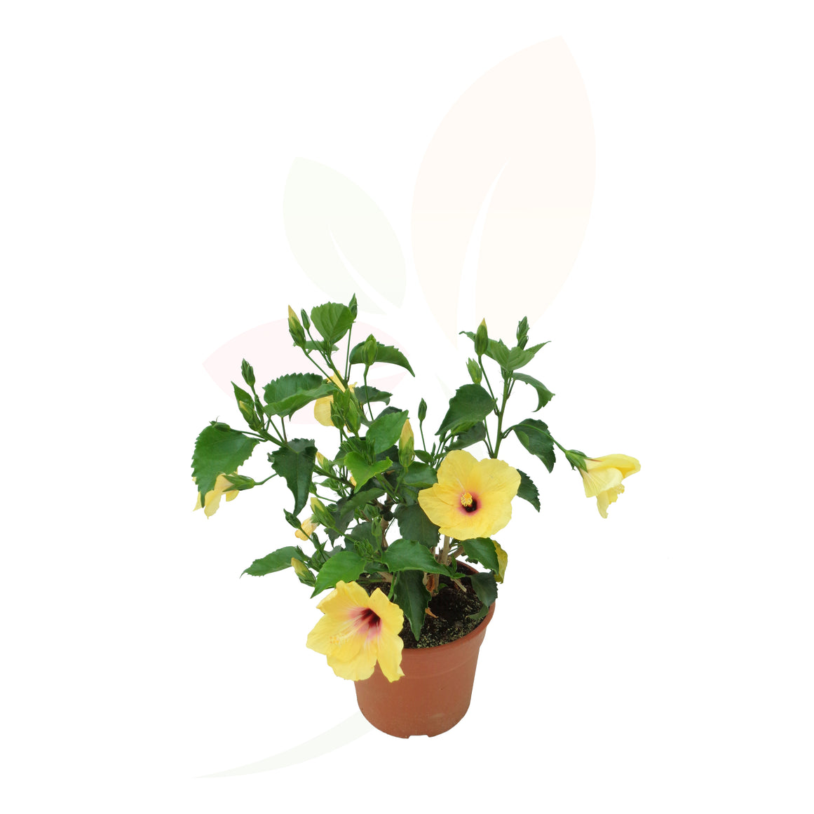 HIBISCUS AMARILLO 30/50 CM ALTO