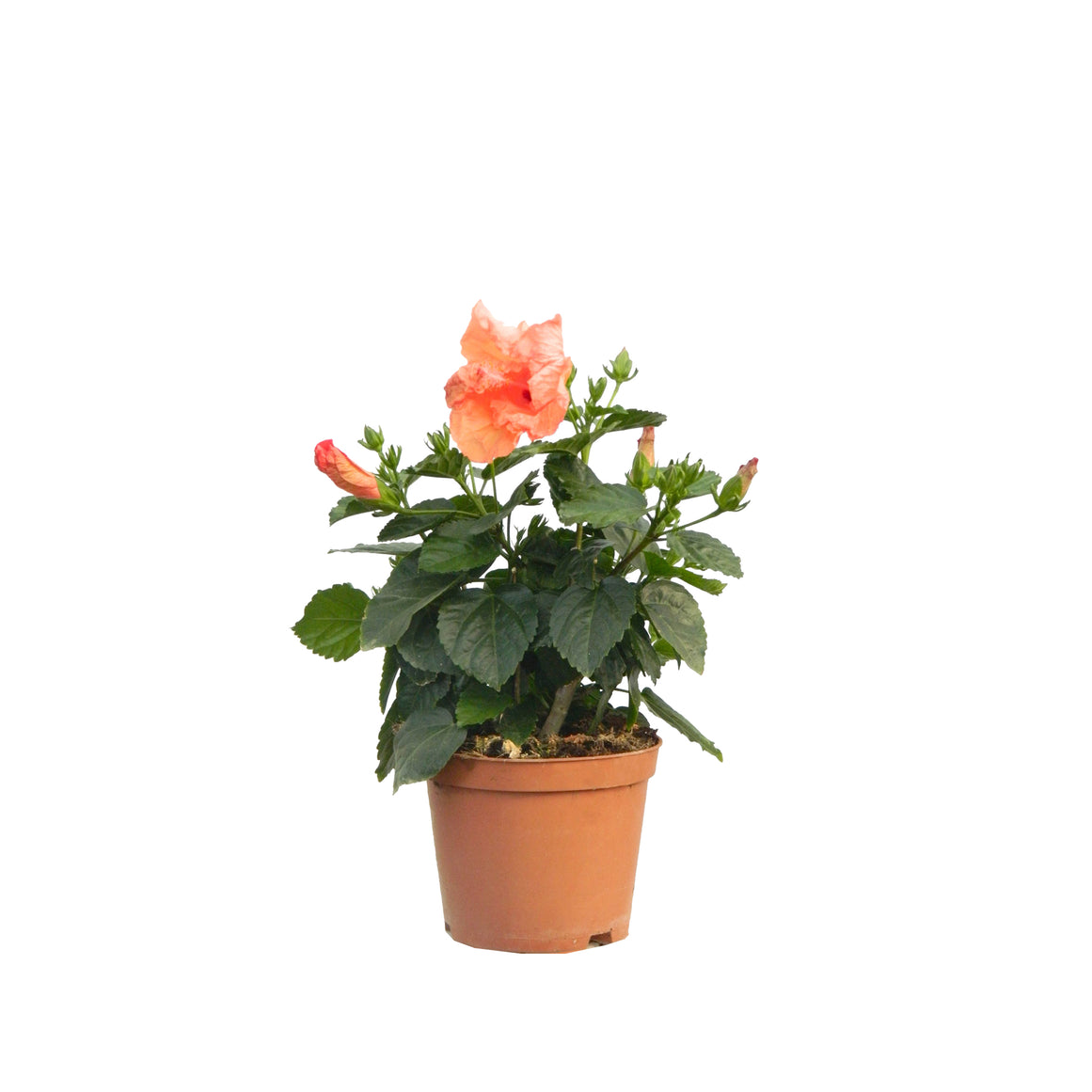 HIBISCUS NARANJA 30/50 CM ALTO
