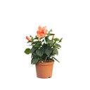 HIBISCUS NARANJA 30/50 CM ALTO