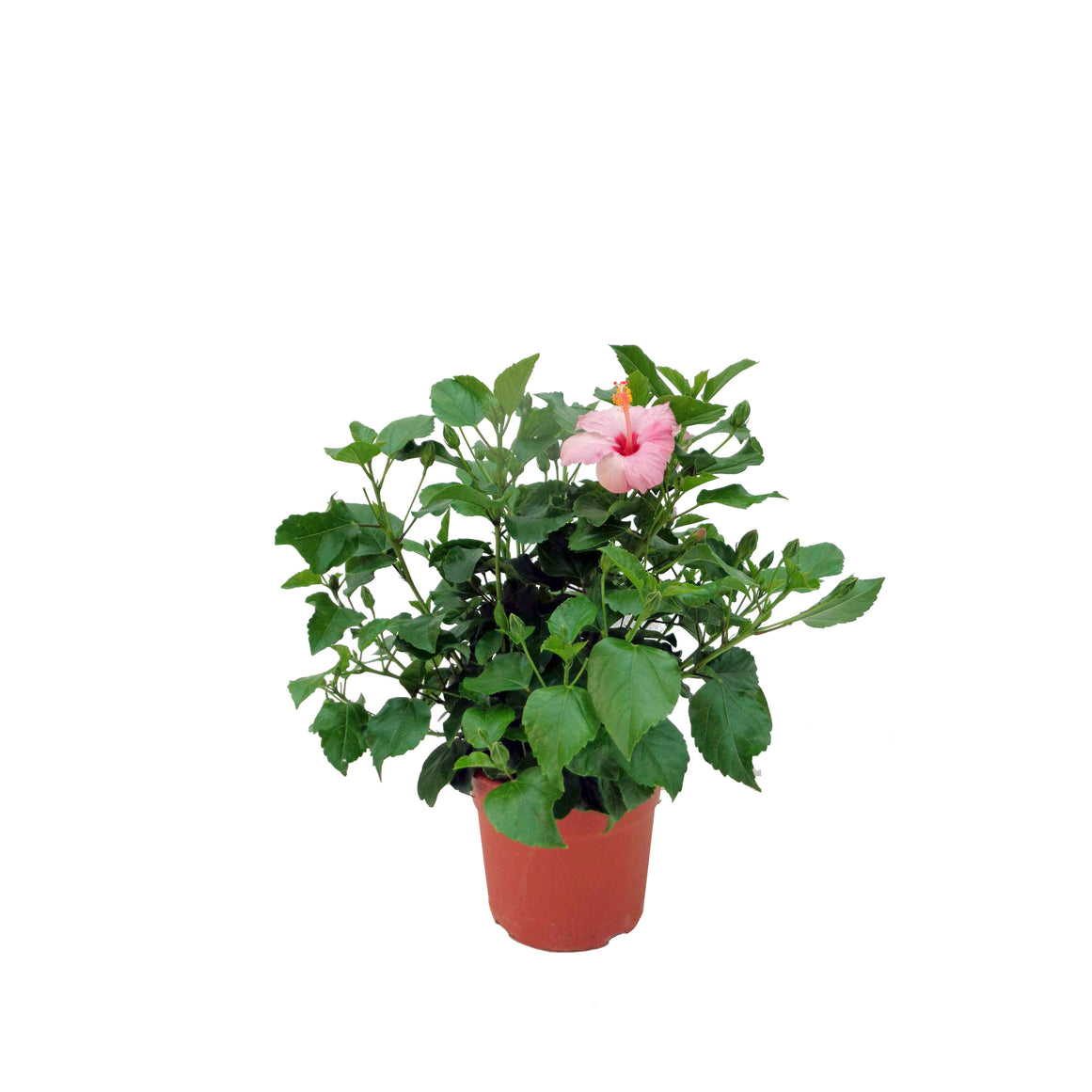 HIBISCUS ROSA 30/50 CM ALTO 