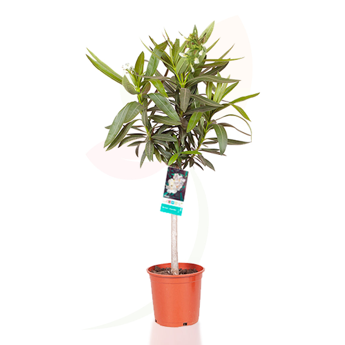 ADELFA BLANCO COPA 110 CM ALTO