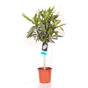 ADELFA BLANCO COPA 110 CM ALTO