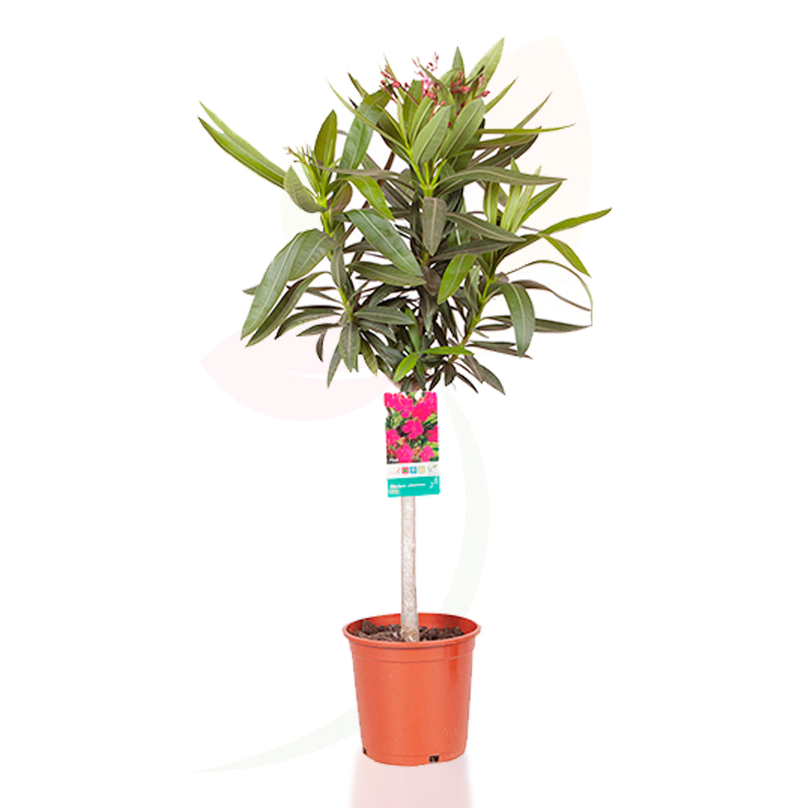 ADELFA ROSA COPA 110 CM ALTO