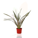 LINO DE NUEVA ZELANDA - PINK STRIPE 30/50 CM ALTO