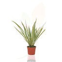 LINO DE NUEVA ZELANDA - TENAX VARIEGATA 30/50 CM ALTO 