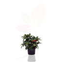 AZALEA RHODODENDRON HIBRIDO 30/40 CM ALTO