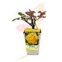 ROSAL DE PIE BAJO AMARILLO 30/50 CM ALTO