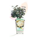ROSAL DE PIE BAJO BLANCO 30/50 CM ALTO