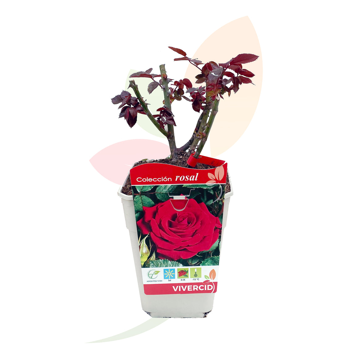 ROSAL DE PIE BAJO ROJO 30/50 CM ALTO