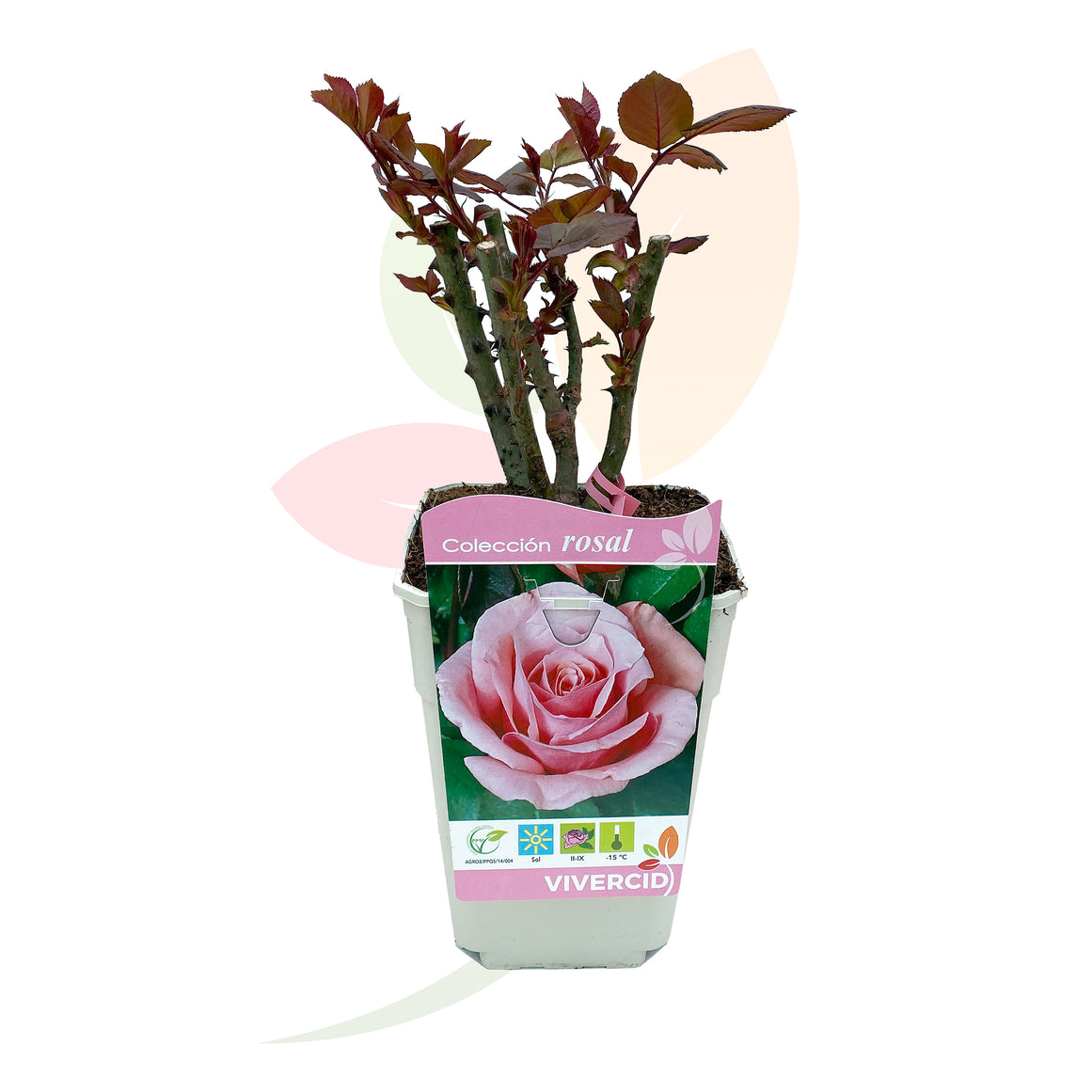 ROSAL DE PIE BAJO ROSA 30/50 CM ALTO