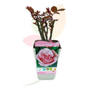 ROSAL DE PIE BAJO ROSA 30/50 CM ALTO