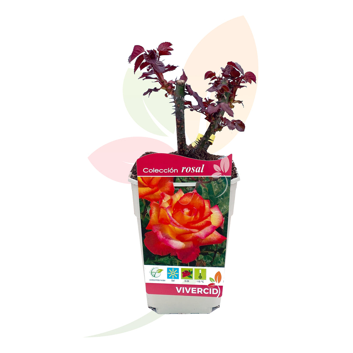 ROSAL DE PIE BAJO BICOLOR 30/50 CM ALTO