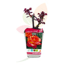 ROSAL DE PIE BAJO BICOLOR 30/50 CM ALTO