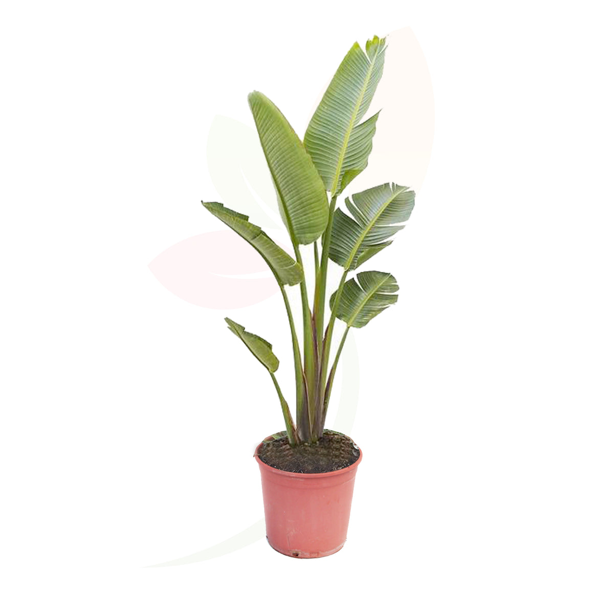 AVE DEL PARAISO GIGANTE - STRELITZIA AUGUSTA 80/100 CM ALTO