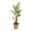 AVE DEL PARAISO GIGANTE - STRELITZIA AUGUSTA 80/100 CM ALTO