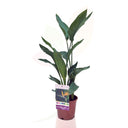 AVE DEL PARAISO GIGANTE - STRELITZIA REGINAE 50/60 CM ALTO
